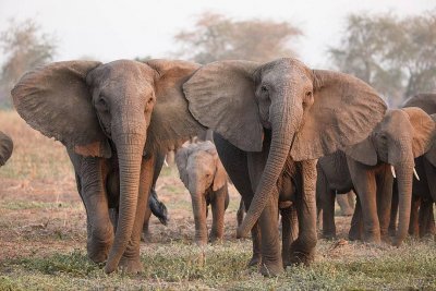 В Мозамбик петима души загинаха след сблъсък със стадо диви слонове