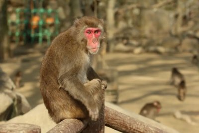 Полицията в Япония издирва дива маймуна нападнала 10 деца в