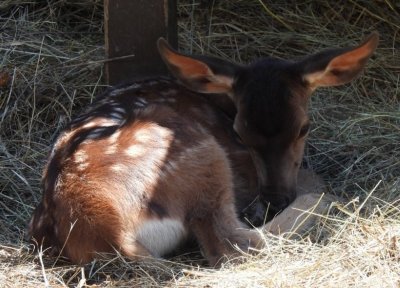 В Софийския зоопарк наскоро се роди истински Бамби и младото
