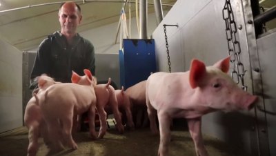 Белгия дава €75 000 на фермер, за да пуска музика на прасетата
