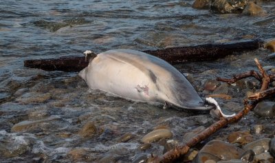 Над 5000 делфина са загинали в Черно море заради войната