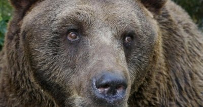 След серия нападения: Отстреляха мечка стръвница в Смолянско