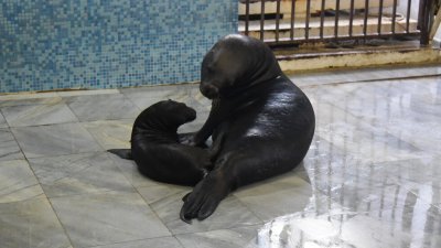 За пръв от години в Делфинариум Варна се роди тюленче