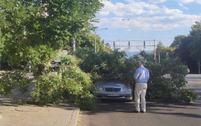 Дърво се стовари върху автомобил в Пловдив съобщи Plovdiv24 bg Мястото