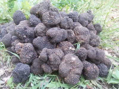 Брането на трюфели се оказва супер печеливша дейност като опитни