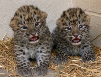 Сладкишчета: Редки леопардчета се родиха в американски зоопарк