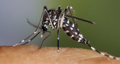 Комарите убили 52 милиарда души