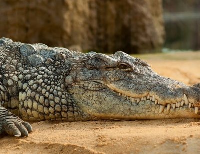 Крокодилът на Кастро ухапа швед в Стокхолм