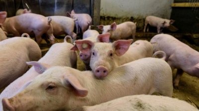 Свиневъди от Безмер продължават с протестите
