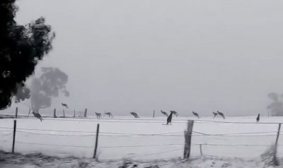 Студ в Австралия! Кенгурута скачат в снега (ВИДЕО)