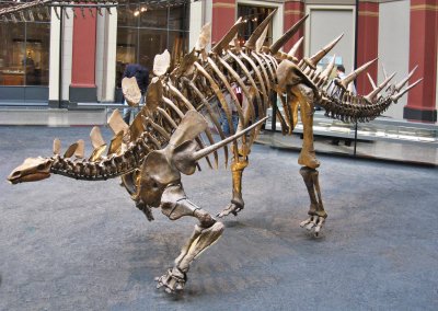 Палеонтолози открипа останки от древни стегозаври