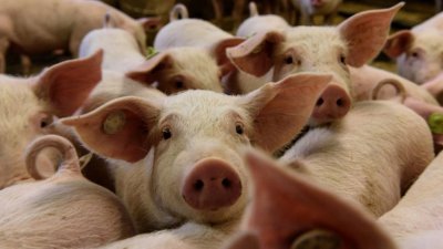Учени частично съживиха свински органи час след смъртта на животните