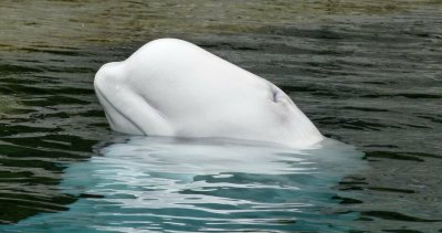 Белият делфин в Сена отказва да се храни, дават му витамини