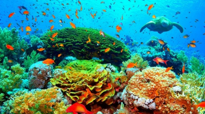 За първи път от 36 години: Големият бариерен риф се възстановява