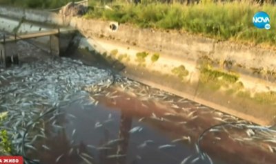 Борбата с бедствието в Своге продължава Окончателно всичката мъртва риба