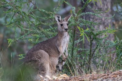 Стотици кенгурута "обсадиха" курортен град в Австралия