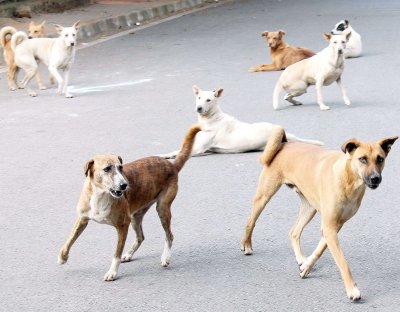 Колоездач, нападнат от кучета, осъди Столична община за 26 000 лв.