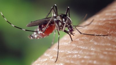 Западнонилската треска настъпва, пазете се от комарите