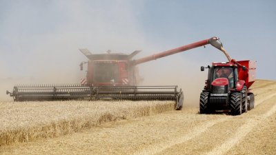 Близо милион тона по-малко пшеница тази година