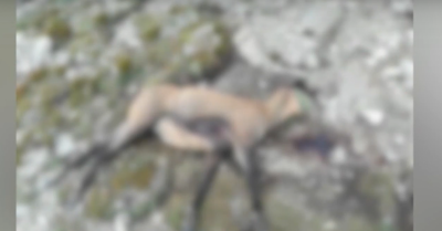 В Пирин планина неизвестни са обезглавили дива коза Ще има