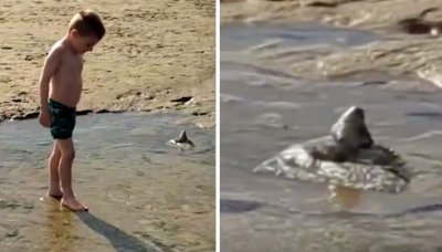 В Уелс странно създание изпълзя от пясъка и поздрави 5 годишно