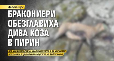 Зловещо: Бракониери обезглавиха дива коза в Пирин