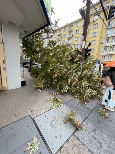 Буря се развихри за кратко в София Силните ветрове прекършиха кестен