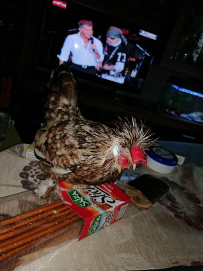 Столичанин загуби декоративната си кокошка и се впусна в трескавото