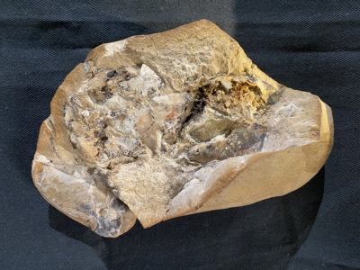 380 млн. години: Учени откриха най-старото сърце