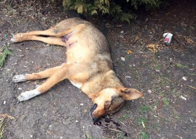 Над 20 кучета и котки бяха намерени натровени в благоевградските
