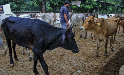 Вирус уби 100 000 говеда в Индия и разболя още над 2 милиона