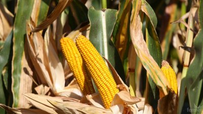 Сушата намали наполовина реколтата от царевица във Франция