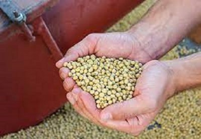 ОФИЦИАЛНО: Без ГМО в украинското зърно