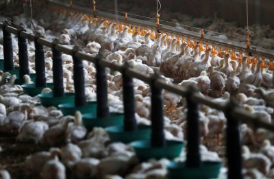 Работник в испанска птицеферма е заразен с птичи грип Според Министерството