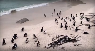 Нараства броят на пингвините които умират от птичи грип в