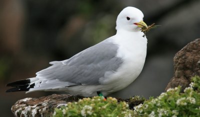 Птица, излюпена през 1975 г., беше намерена отново на шотландски остров