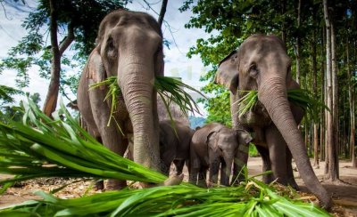 Рейнджъри спасиха шест бебета слончета 