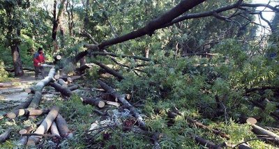 До 3000 лв. глоба за унищожаване на зелени площи в Кюстендил