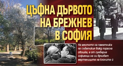 Цъфна дървото на Брежнев в София