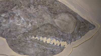Четирикрак кит изровиха в Перу