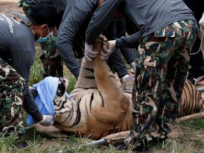 Тигър-човекоядец бе заловен в Непал