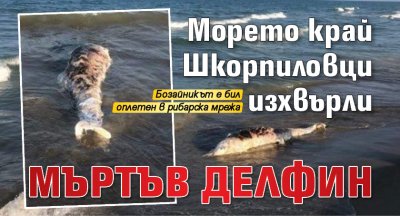 Морето край Шкорпиловци изхвърли мъртъв делфин