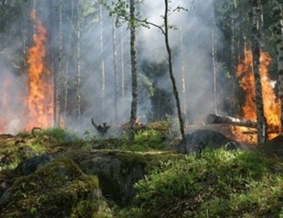 Огънят край Охрид бушува, пожарните не стигат до горящите дървета