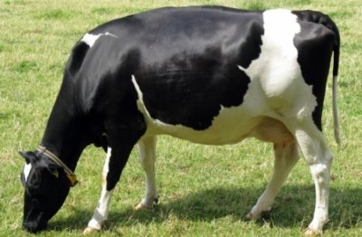 Разследват убийството на крава