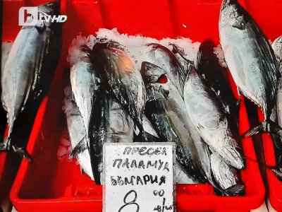 На рекорден улов на вкусната риба паламуд се радват рибарите