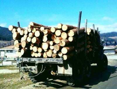 Неправоспособен водач превозвал с нерегистриран автомобил незаконно добита дървесина установиха
