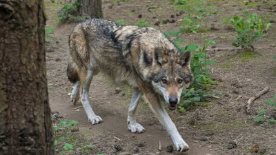 Глад: Вълчи глутници нападат кошари по селата 