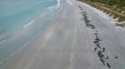 Изхвърлянето на китовете на плажа е мистериозно събитие което озадачава
