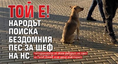 ТОЙ Е! Народът поиска бездомния пес за шеф на НС