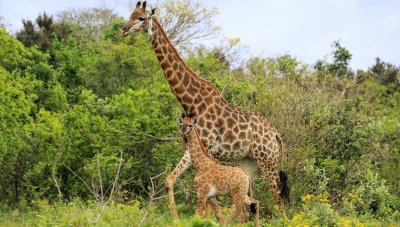 Малко дете почина след като беше стъпкано от жираф в резерват в Южна Африка съобщи